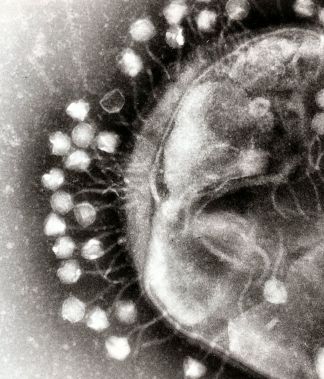 Phage + bacterie